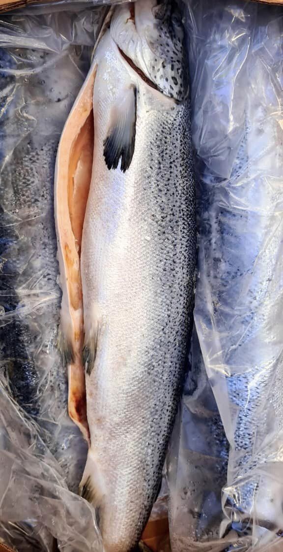 Giới thiệu cá hồi nguyên con