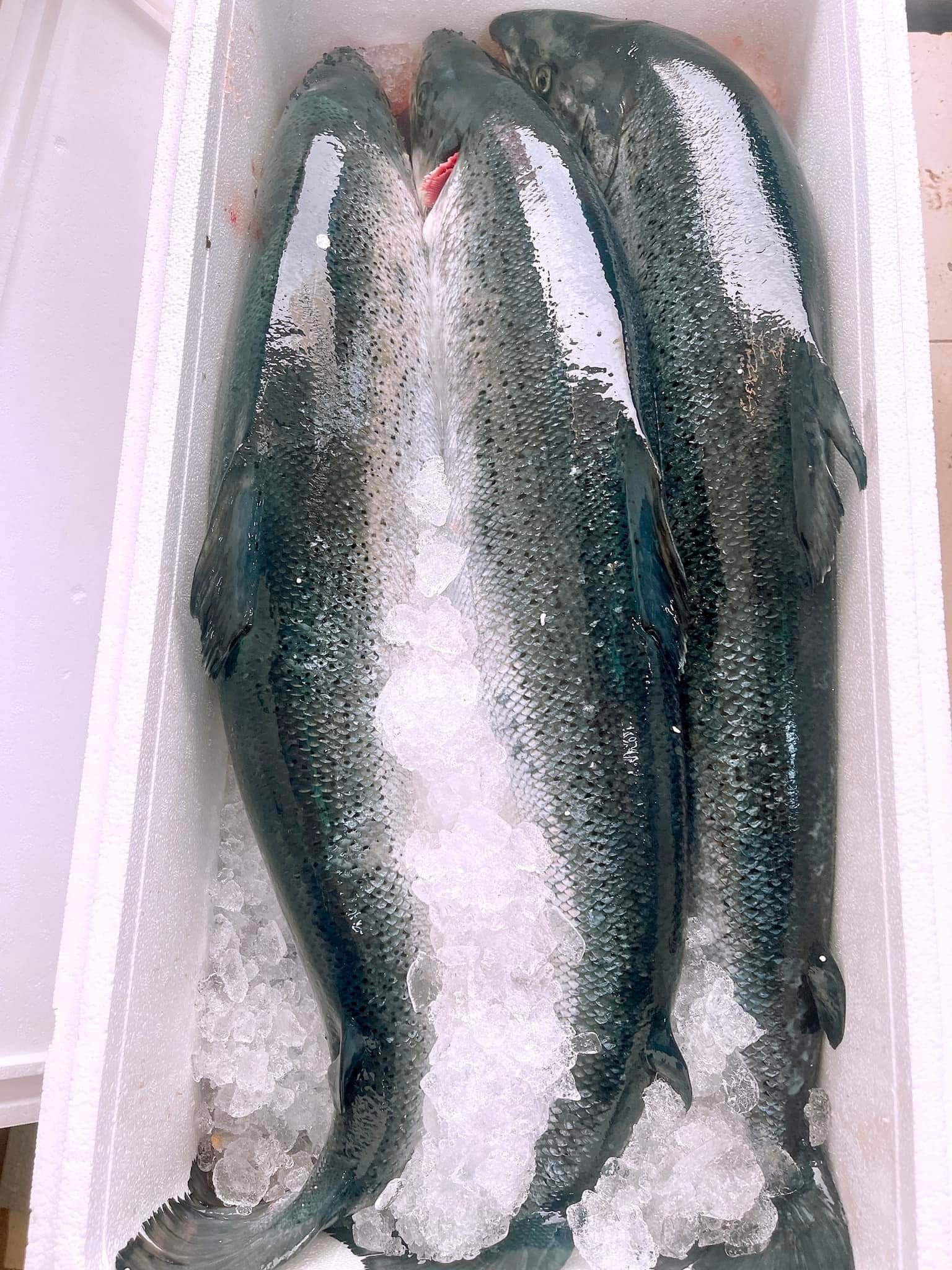 Cách nhận biết cá hồi kém tươi