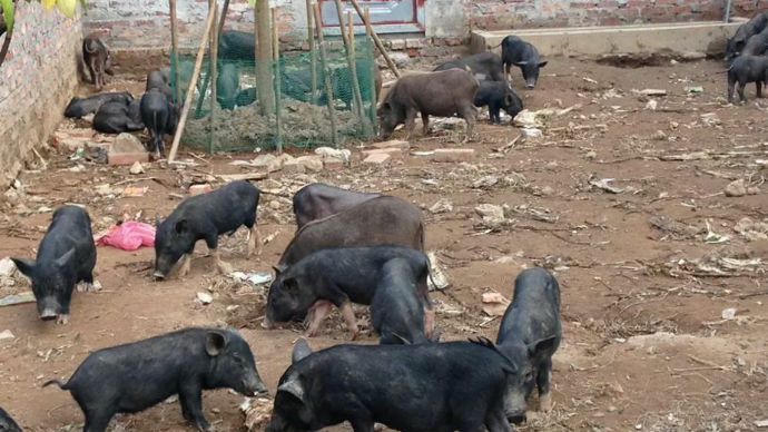 Giá lợn mán nguyên con có đắt không? Giá lợn mán nguyên con có đắt không?