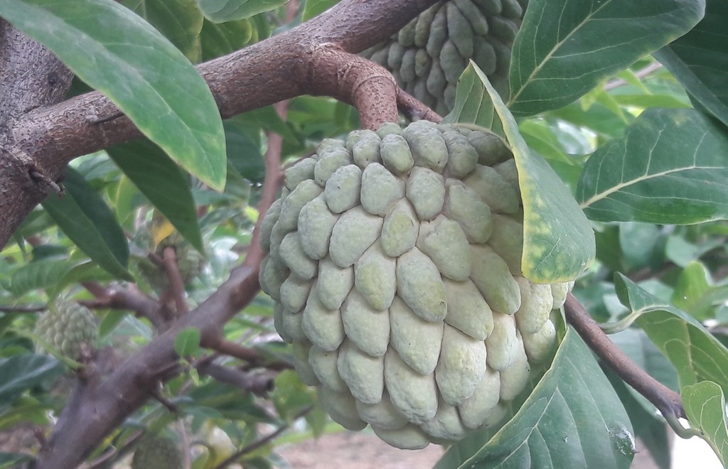 Vài nét về na bở Chi Lăng, Thủy Nguyên, Hà Giang