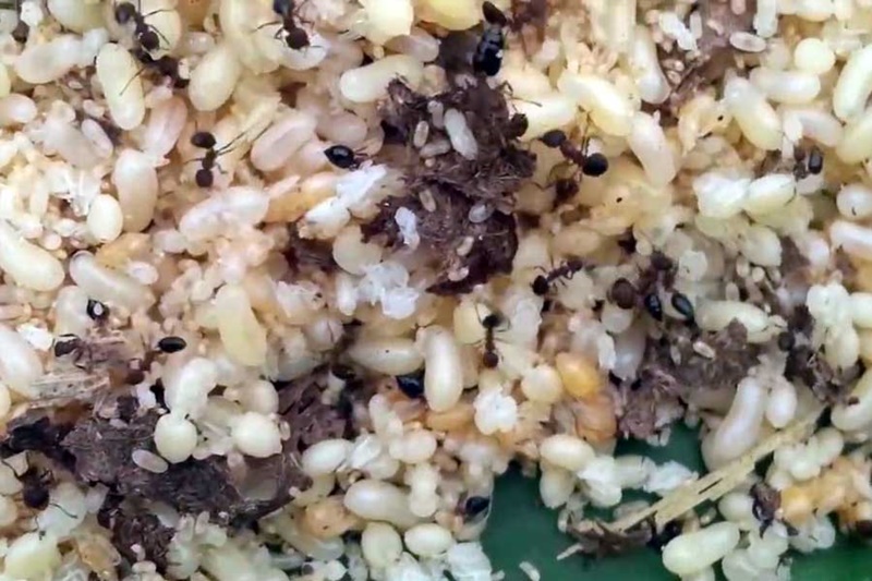 Trứng kiến tươi 650k/1kg