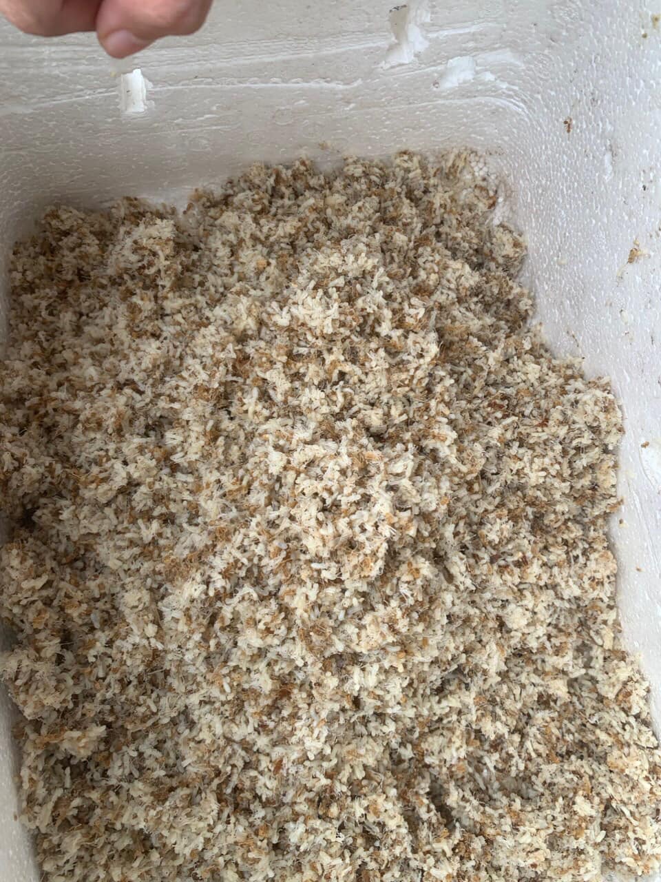 Trứng kiến tươi có ăn được không?