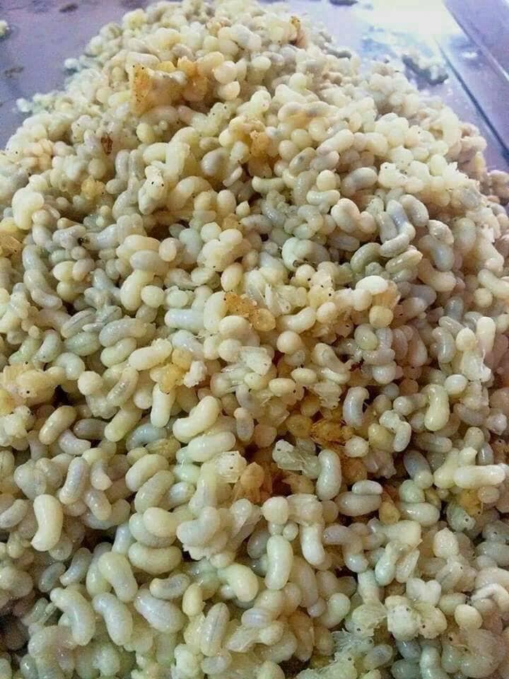 Giới thiệu sản phẩm trứng kiến tươi