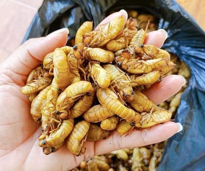 Ve sầu non - Món ngon giàu dinh dưỡng được nhiều người yêu thích