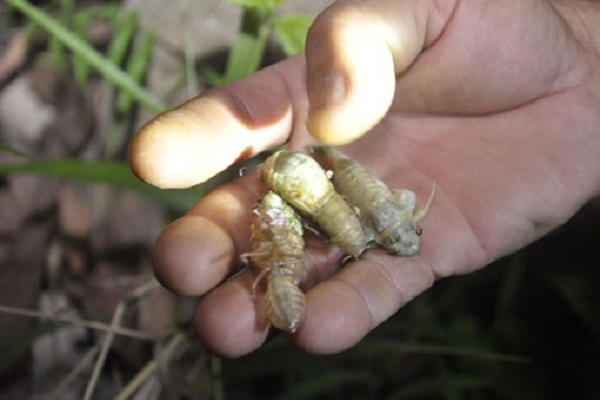 Giới thiệu sản phẩm ve sầu non