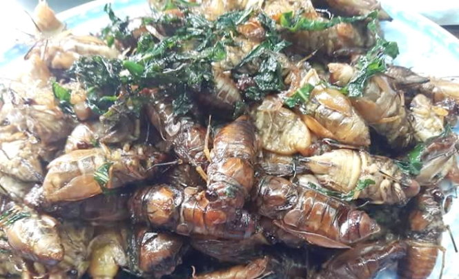 Ve sầu non làm món gì ngon?